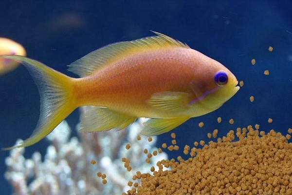 水库养鱼喂食什么鱼长得快呢,养鱼大户一般给鱼吃什么