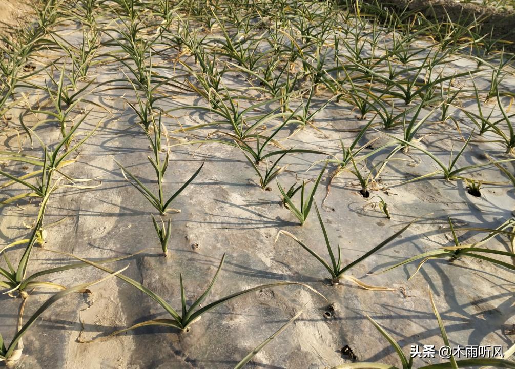 大蒜苗低于气温多少度受冻害,寒潮过后金乡大蒜冻害苗情