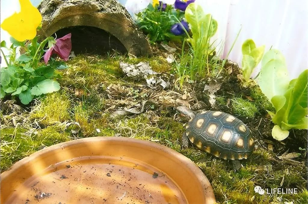 红腿陆龟如何家庭散养,广东红腿陆龟养殖方法