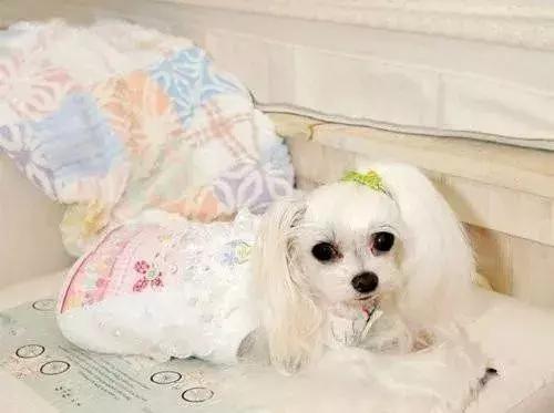 狗狗发现有蛔虫怎么用药,狗肚子有虫需要吃几次驱虫药