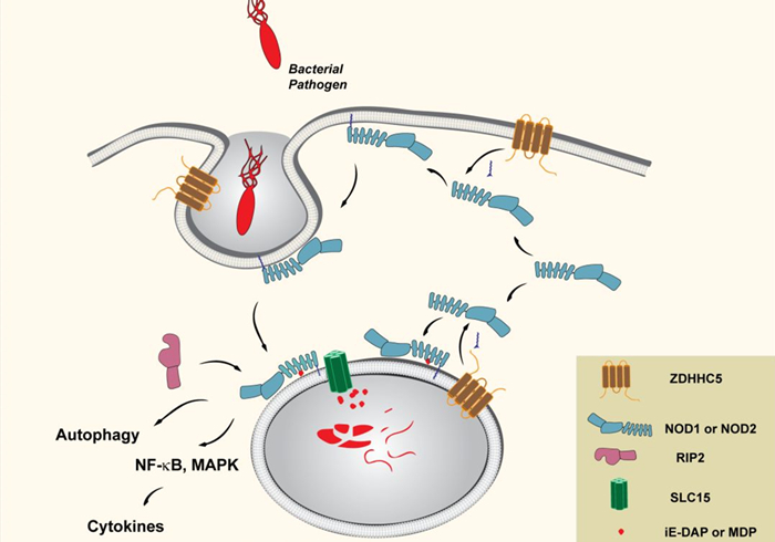 专家辟谣狗狗传染新肺病,狗狗甲沟炎怎么引起的