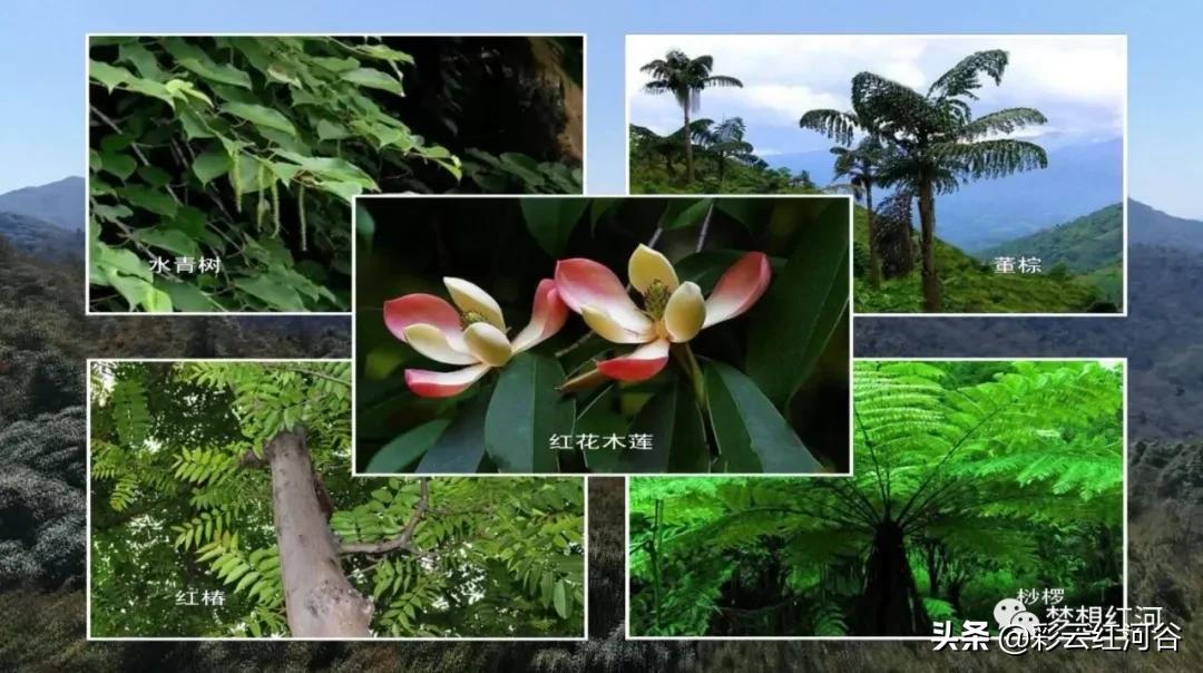 红河州森林氧吧景区,云端氧吧