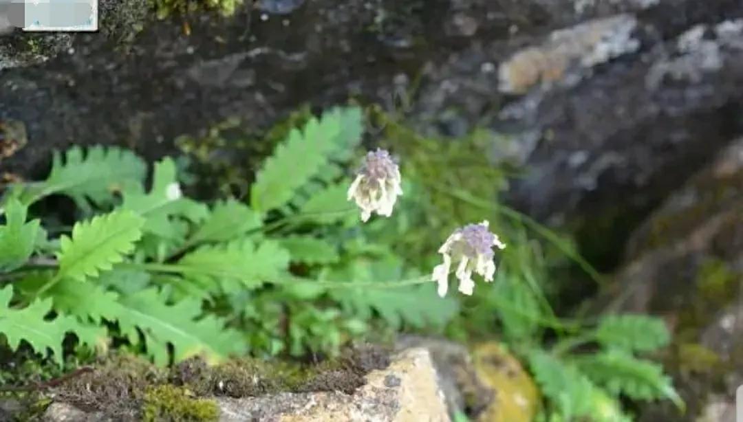 芳踪难觅濒危花！清新治愈篇：沙漠高原是吾家，豹子花的春天来了