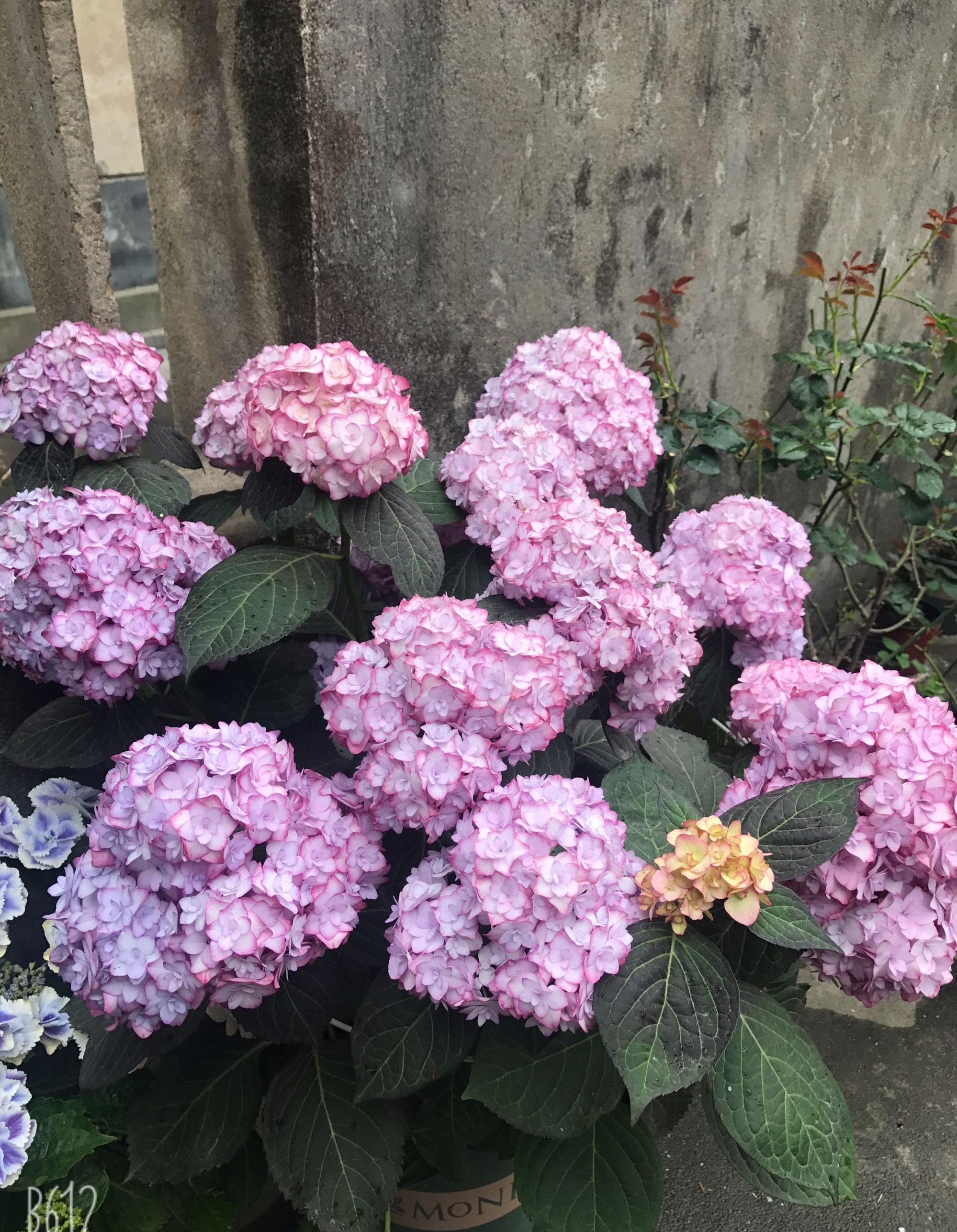 阳台美丽绣球花,阳台花卉球根花卉