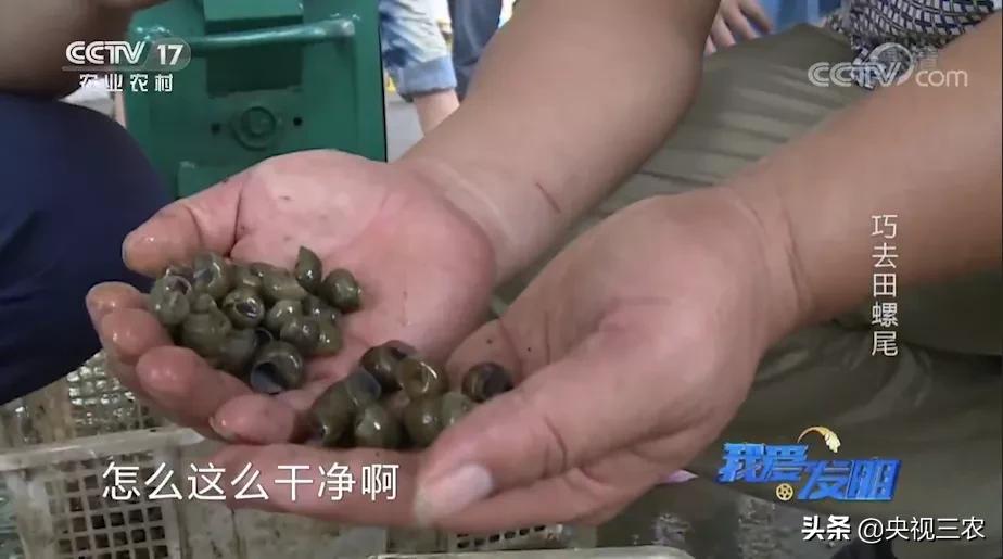 没有什么是一顿田螺解决不了的,没有什么美食可以难倒吃货