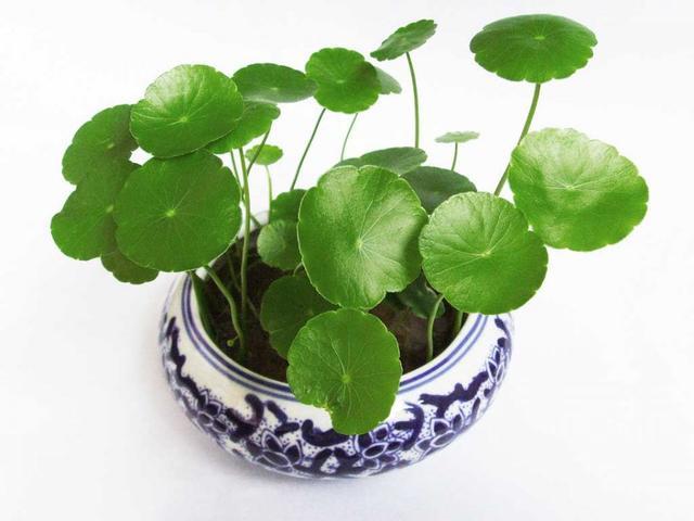 店铺摆什么植物生意好,做生意摆放植物哪些最好