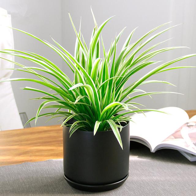 冻蔫的吊兰怎么补救,吊兰枯萎变黄需要剪掉吗