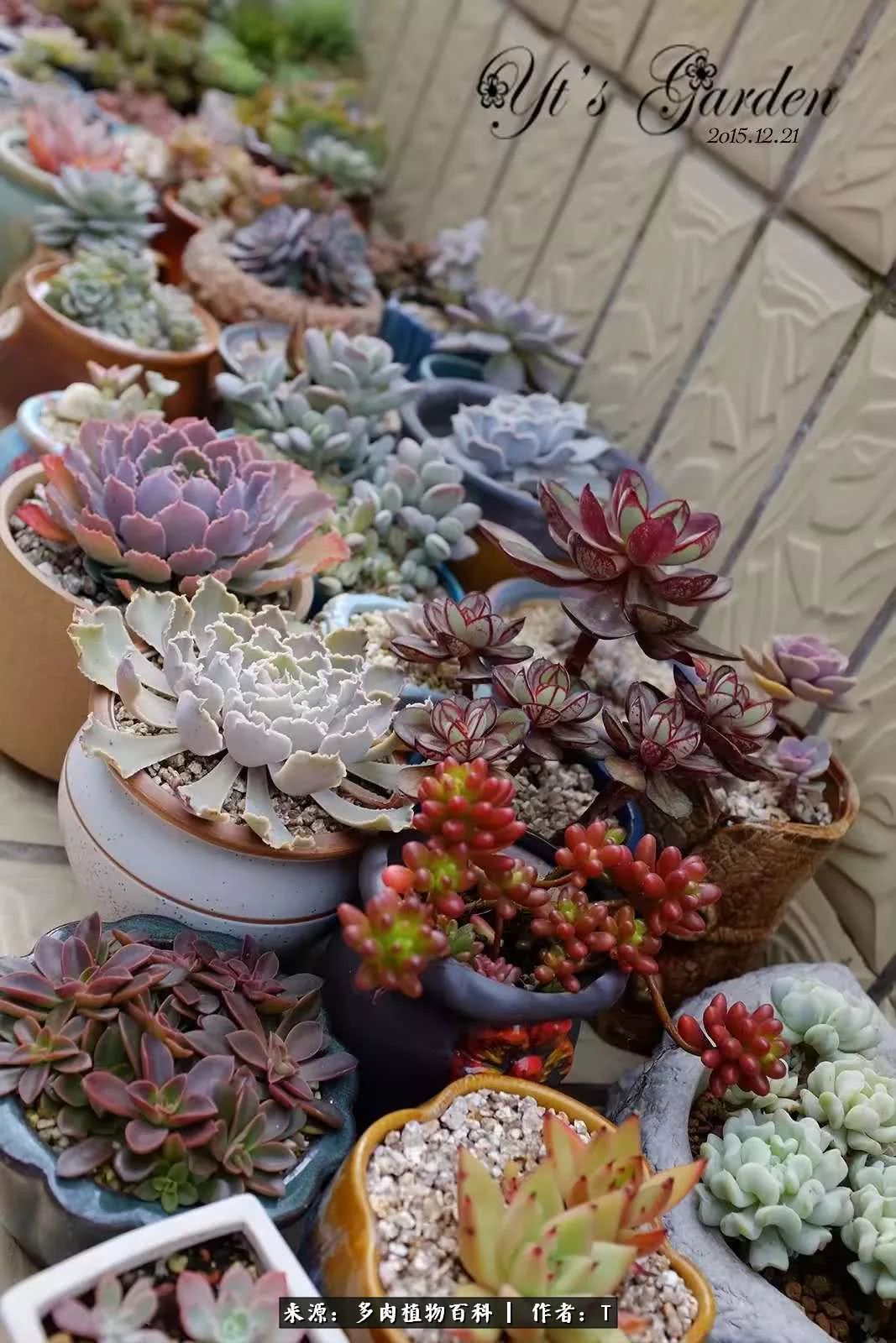 多肉还可以这样玩(上):八年养肉路剪影!