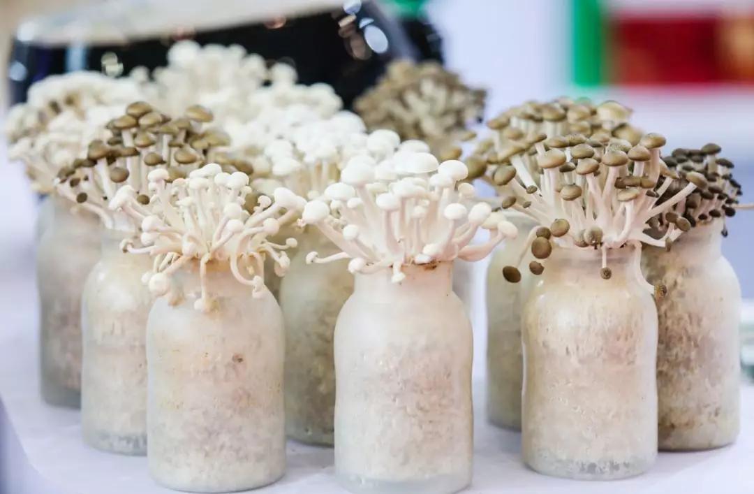 食博会领门票要什么证吗,食博会优惠券