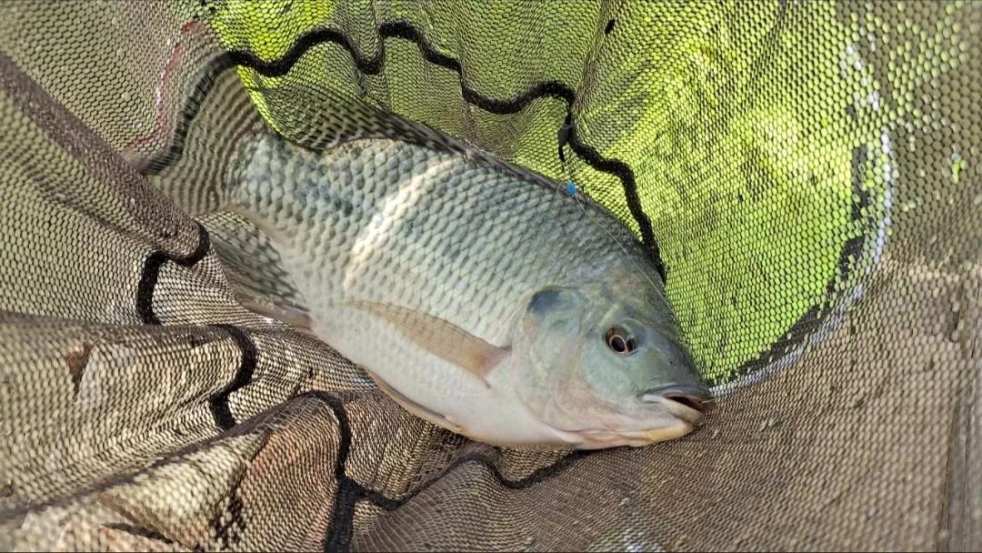 钓海鱼哪些鱼会伤人,钓鱼主动刺鱼与被动刺鱼