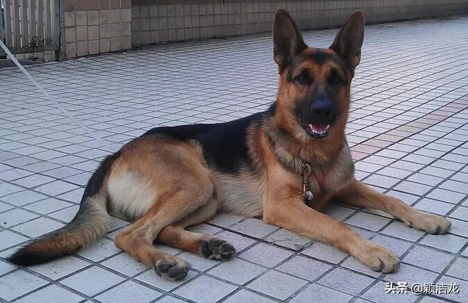 德国牧羊犬饲养基地在哪里,德国牧羊犬近亲繁育