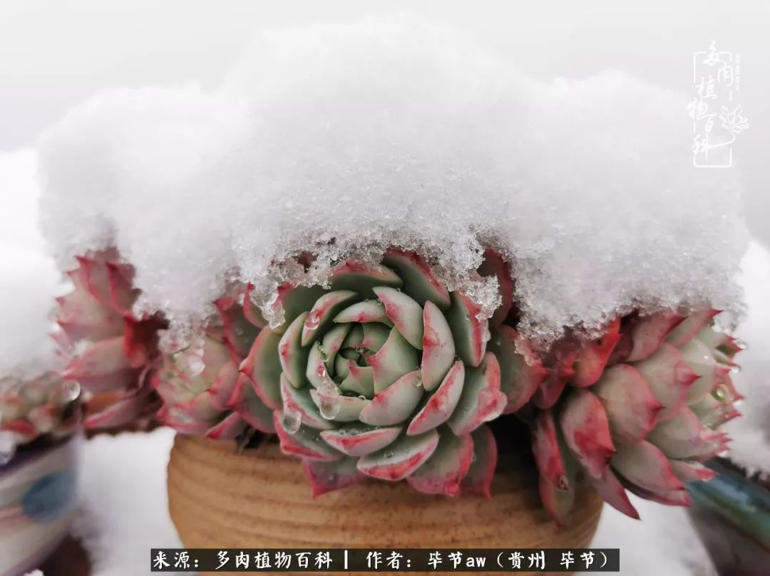 有多少次的会心一笑，全因多肉！那是一种心间流出的甜