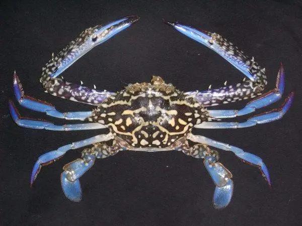 好好的螃蟹,为什么不横着走?来了解一下螃蟹界的“美味”成员