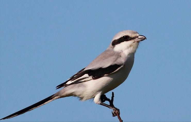 广东常见鸟类图谱和名称图文,东江揽胜鸟类