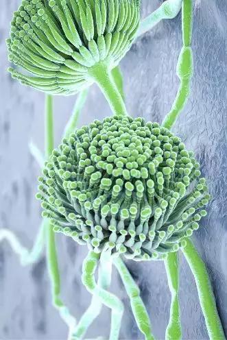 饲料霉菌毒素检测方法标准,常用饲料原料中霉菌毒素风险