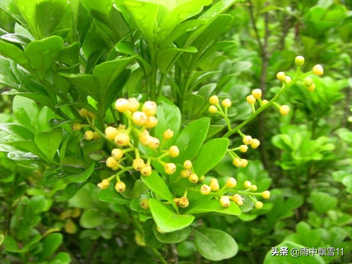 米兰盆栽几月份移栽好看,盆栽米兰开花4要素