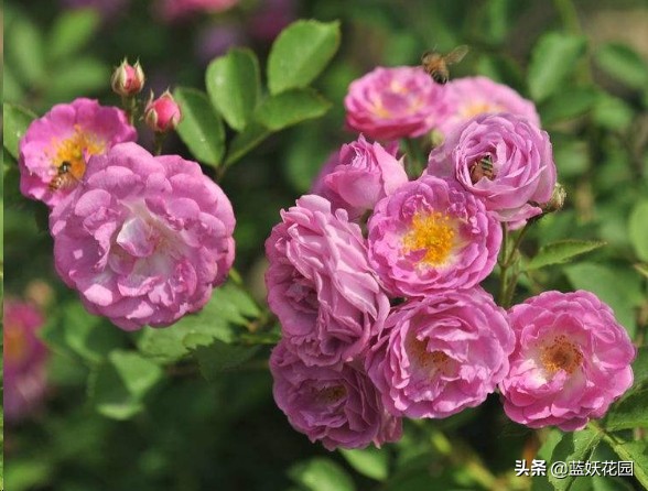 月季花苞期蚜虫不处理会怎么样,月季花苞上有蚜虫喷什么药