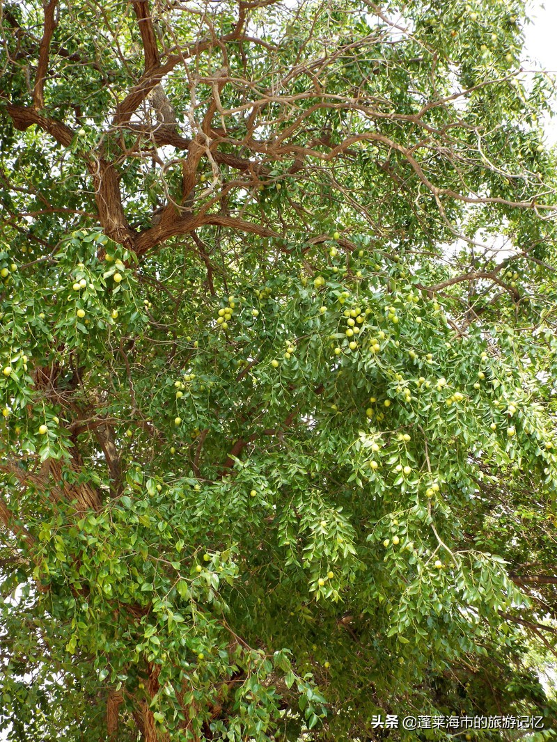 宁夏沙坡头游记,畅游宁夏