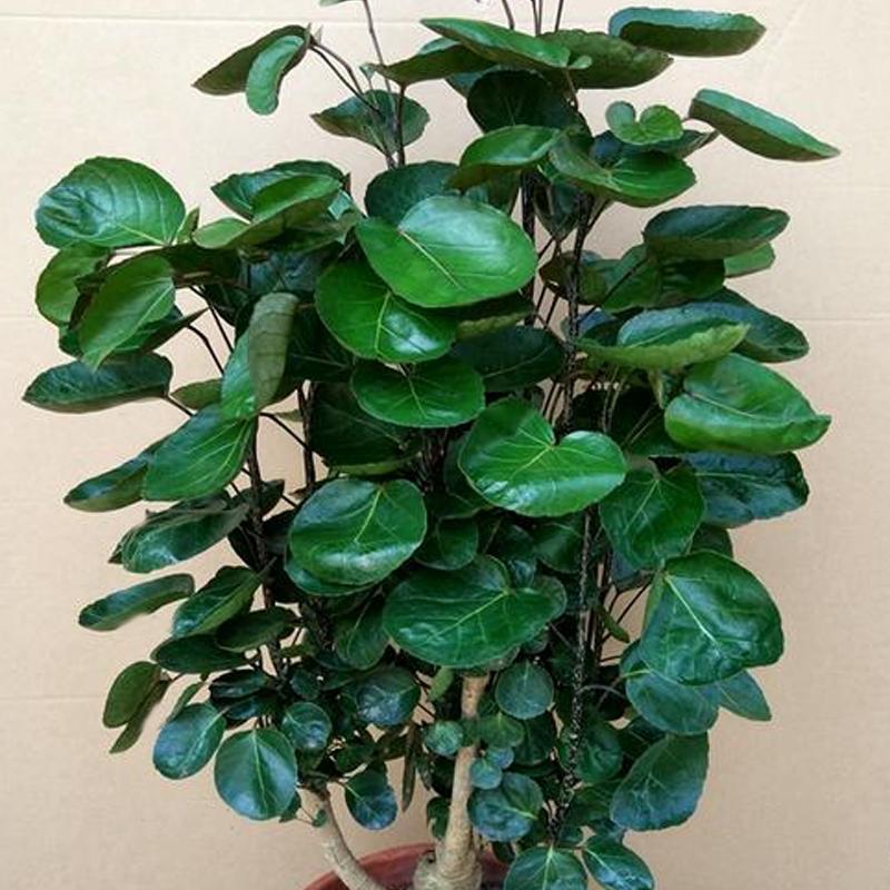 福禄桐养护方法,福禄桐绿怎么养