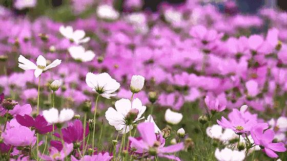 这场关于成华社区「生活美学」的讨论，一定有你参与~