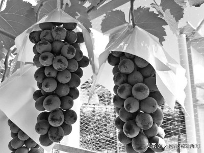 葡萄表面上有层白霜代表新鲜吗,葡萄皮上的白霜有毒吗
