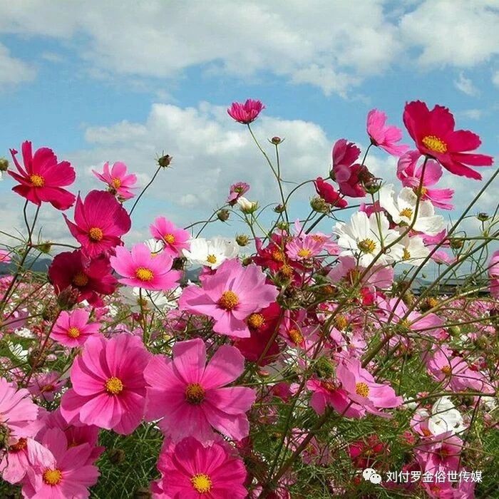 微信群不见了怎么找回群聊,班级微信群不见了如何找回