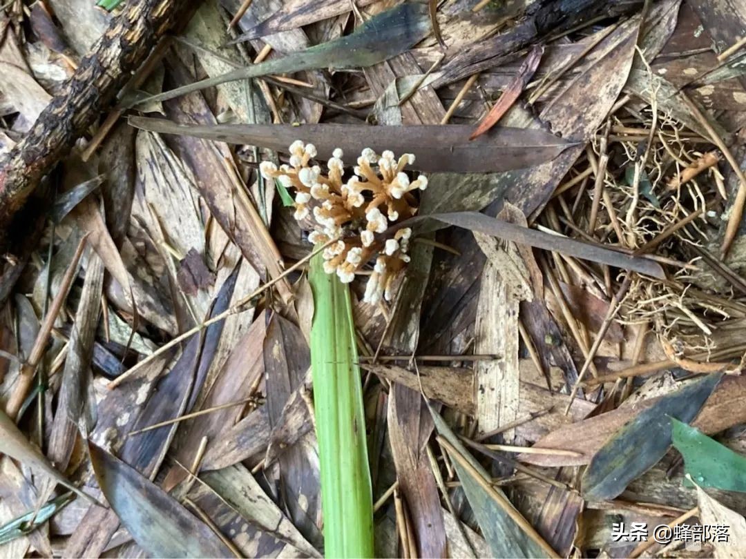 野生冬虫夏草市场,冬虫夏草一斤2000条的价格