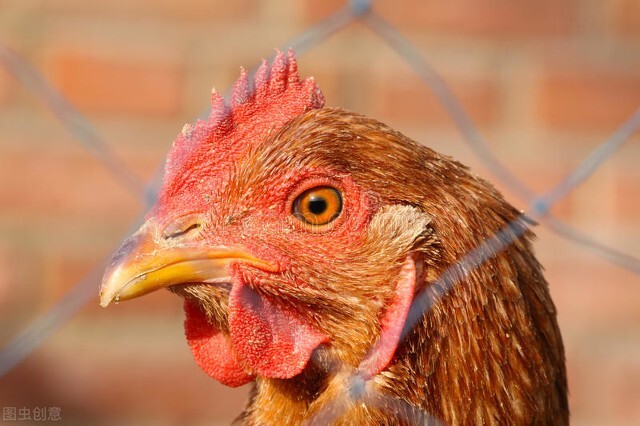 杀鸡肚子里面那块黄油有什么好处,杀鸡肚子的黄油怎么吃