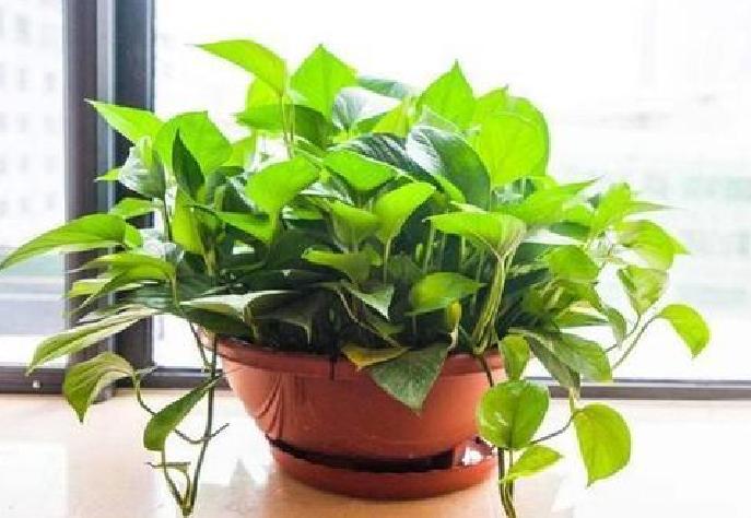 绿萝越养叶子越小,绿萝换盆后发蔫发黄烂根