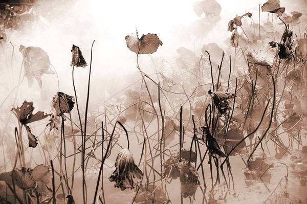 三句与荷花有关的诗句,关于荷花的优美诗句古诗