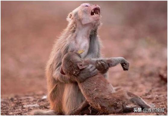 亚马逊热带雨林大火熄灭了吗,亚马逊雨林烧多久