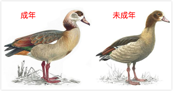 「硬核科研」试论在英国自制一道原汁原味的古埃及烤鹅的可行性