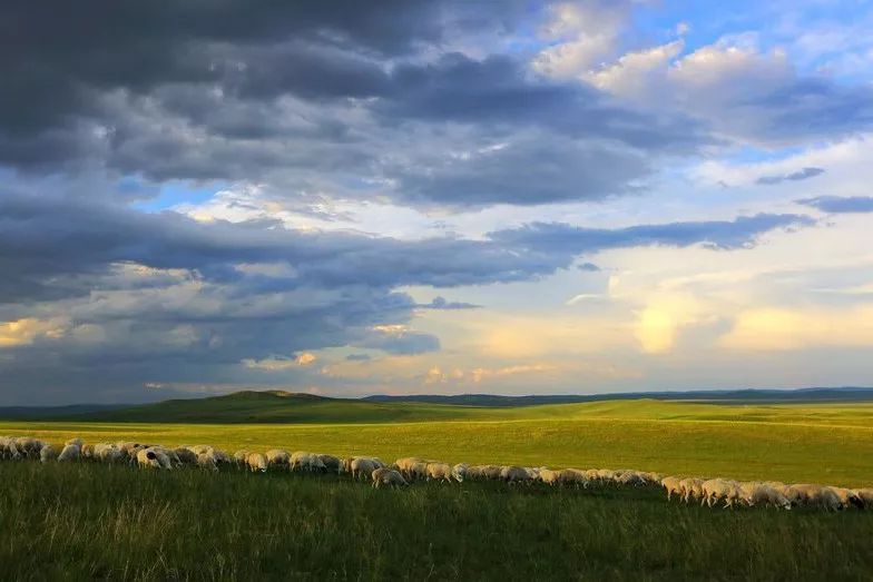 呼伦贝尔大草原醉人的草原,内蒙古呼伦贝尔大草原在哪个位置