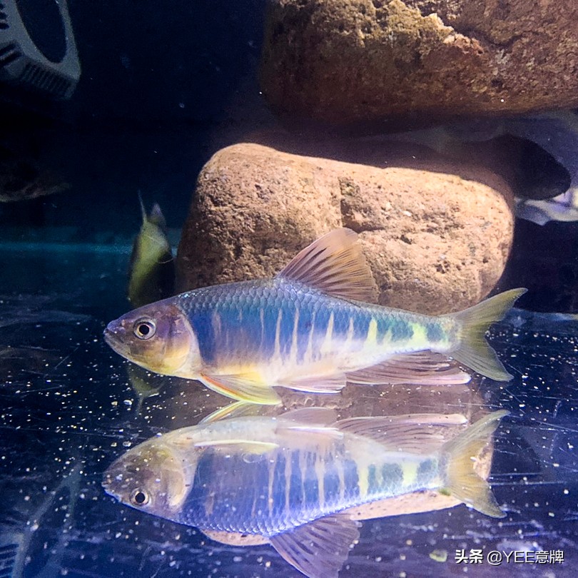 鱼缸一直浑水也不清澈,如何使鱼缸的绿藻长得快又不浑水