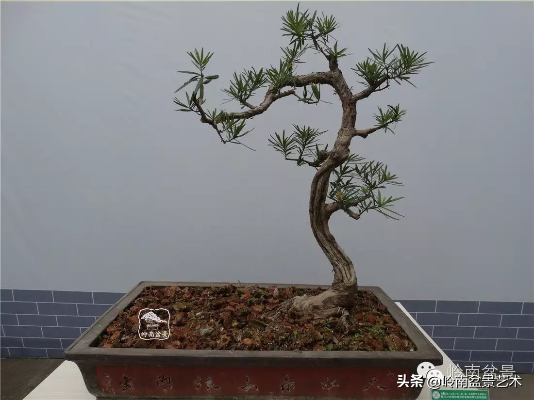 开运招财，非其莫属！清风雅韵，当之无愧！