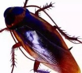 杀虫公司怎么杀虫,消杀公司专业杀虫技巧大全