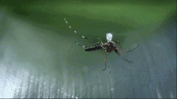 烦人的蚊子被自动引诱过来，“啪啪啪”轻松捕杀，这杀器太爽了！