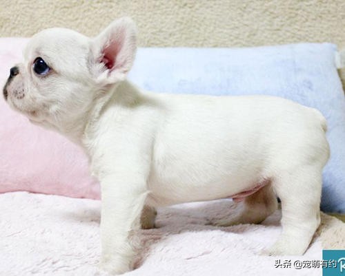 法国斗牛犬幼犬喂食,法国斗牛犬饲养需要注意哪些