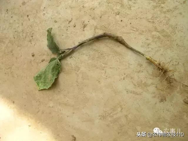 种茄子的六个步骤简短文字,种茄子的基本知识