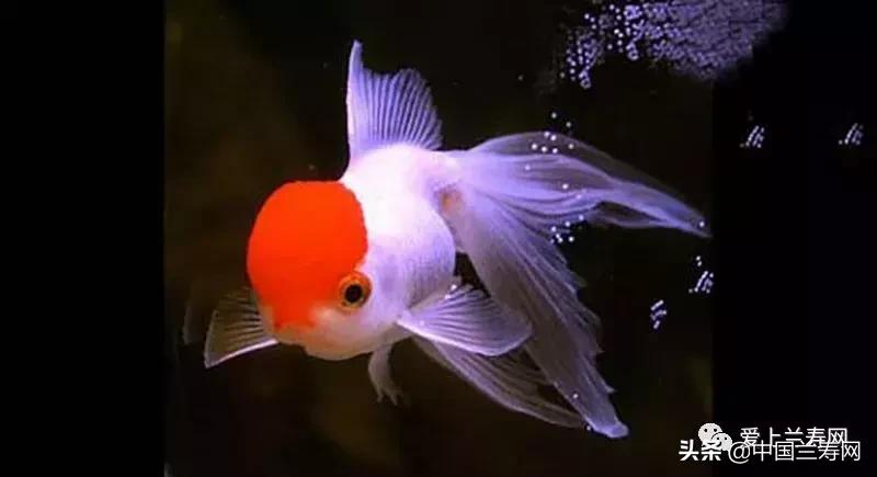 鹤顶红金鱼多久能长大,金鱼品种介绍之鹤顶红