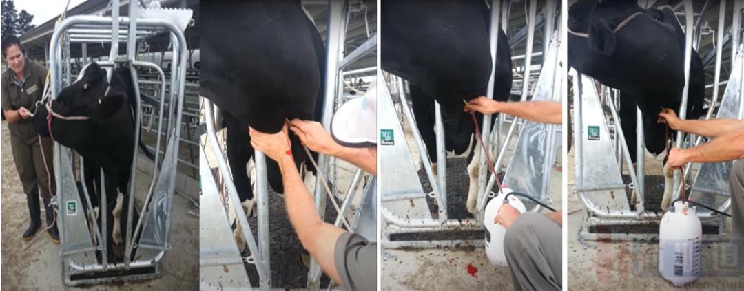 张廷青,张廷青简介