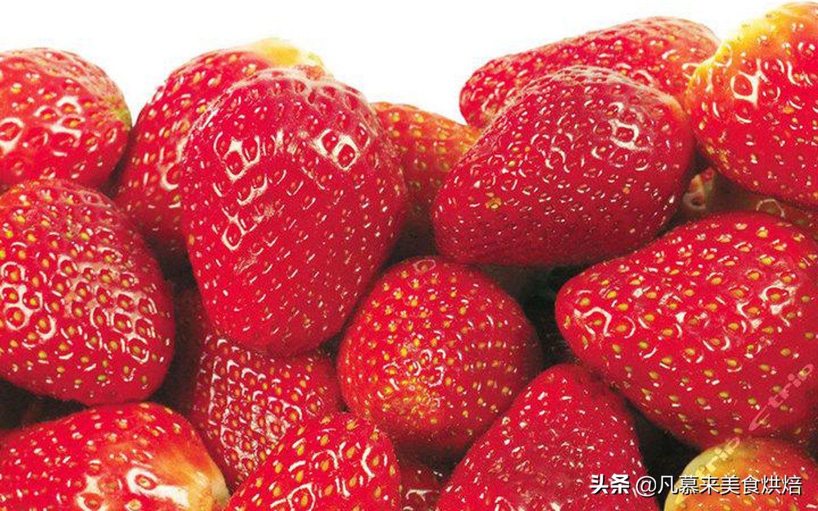 草莓哪个品种最好吃又好种,2018产量最好最大的草莓品种