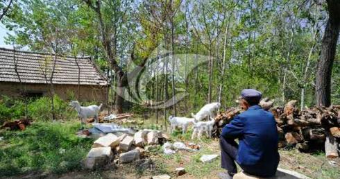 催泪散文想念父亲,亲情回忆散文作文