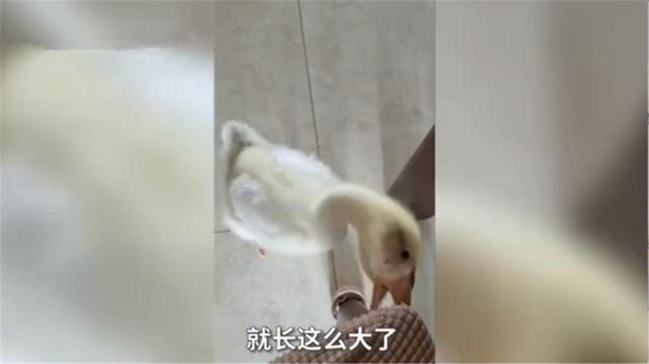 妈妈买小鹅当宠物越养越大,给小孩养鹅当宠物好吗