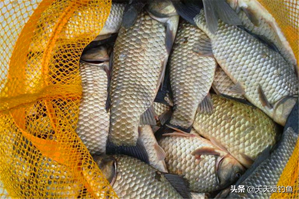 春钓大板鲫小药怎么搭配,春钓大板鲫用多大的子线