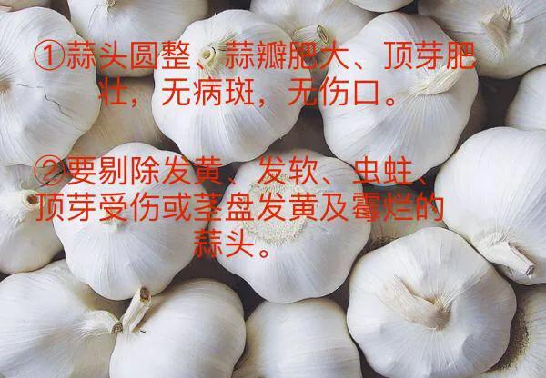 大蒜叶枯病紫斑病软腐病用什么药,大蒜细菌性软腐病危害症状