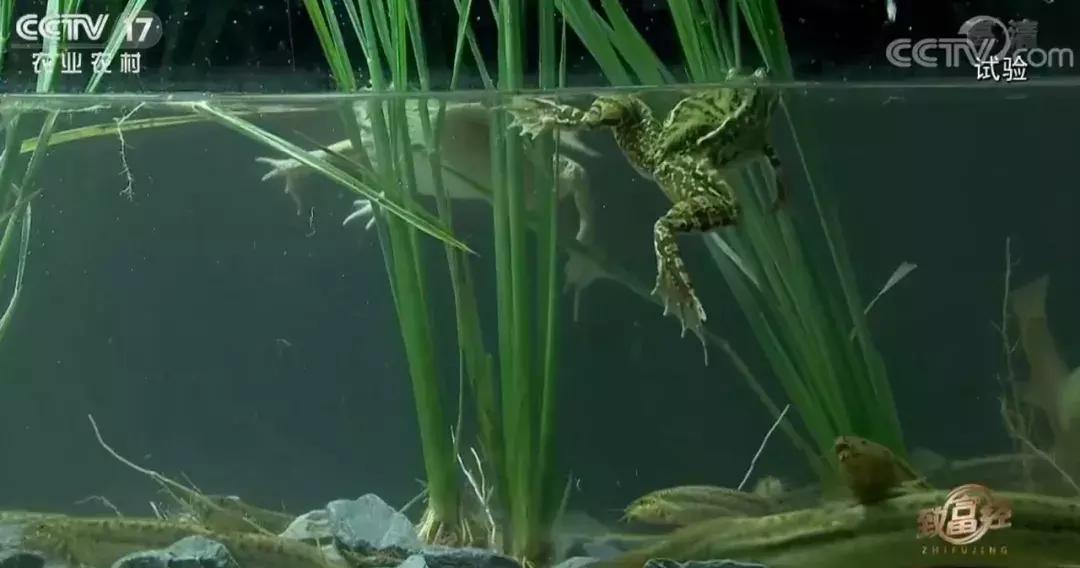 养泥鳅10万元赚40万,废旧坑塘养泥鳅一年能挣20万