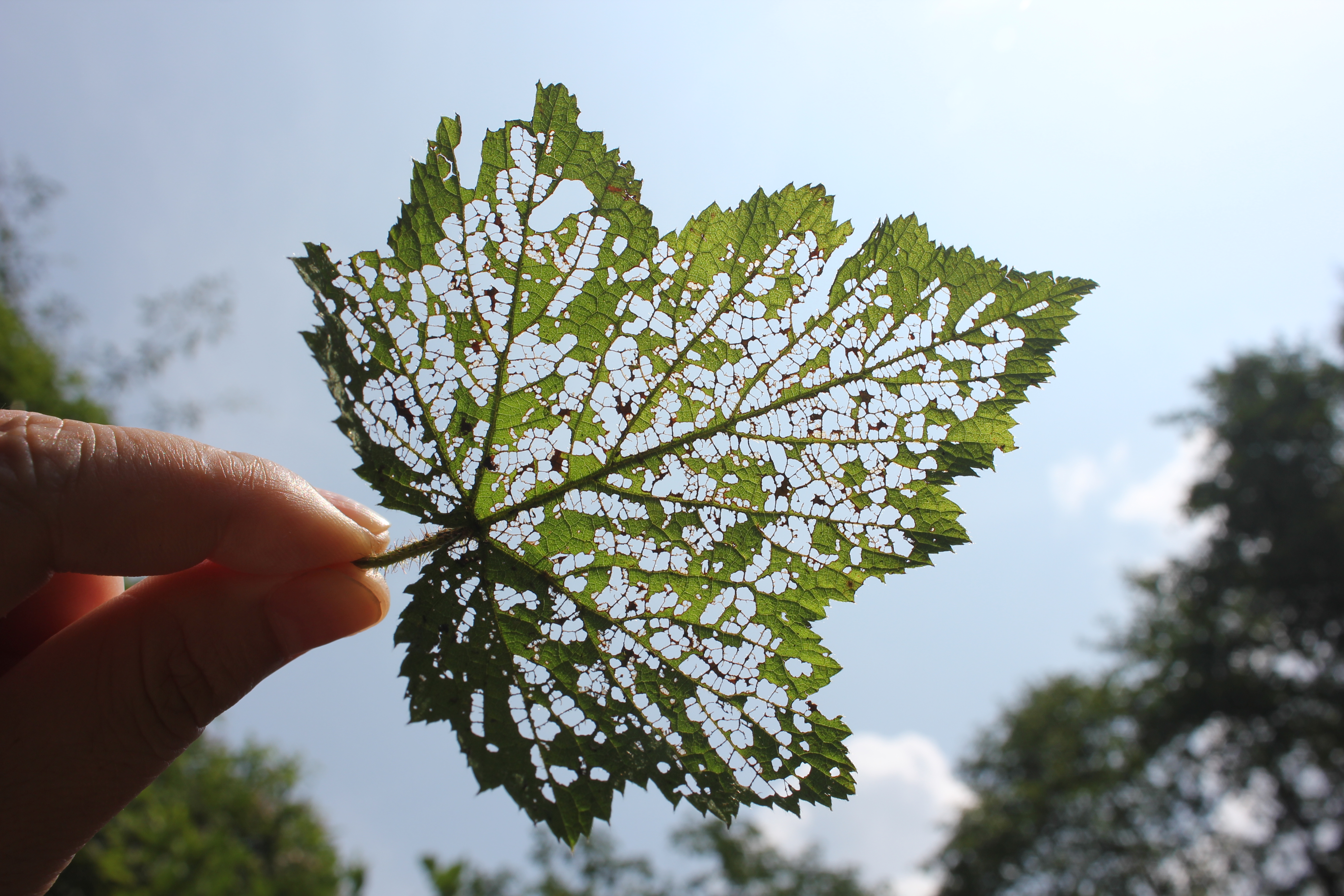武汉周边避暑胜地｜端午武汉至咸宁九宫山2日自驾亲子游路线分享