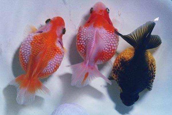 常见的金鱼种类与区别,常见的金鱼图片及名称