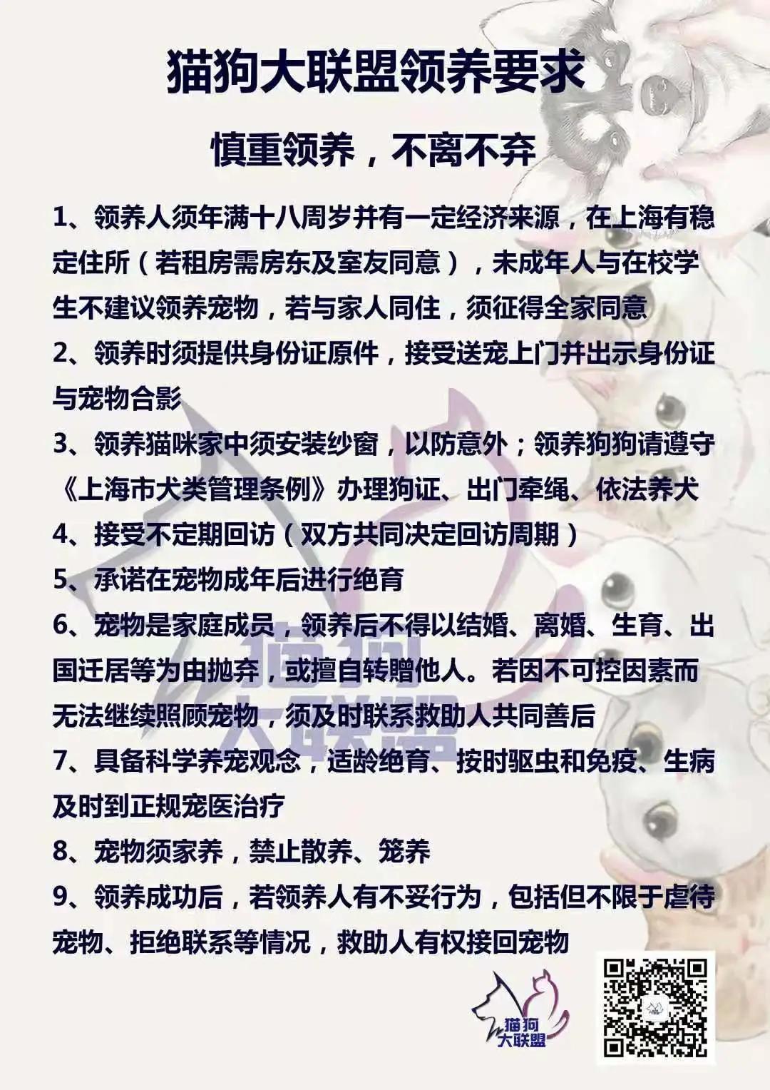 跟着我们猫狗大联盟，你会有喵的！黄阿姨猫咪领养专场